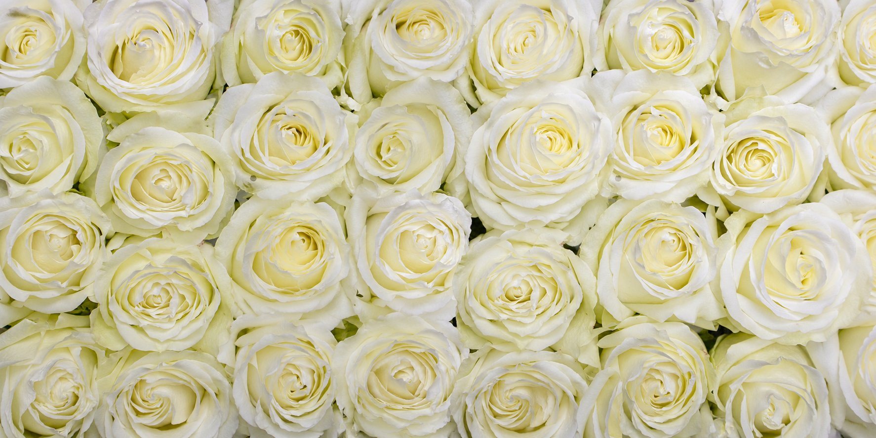 Weiße Rosen